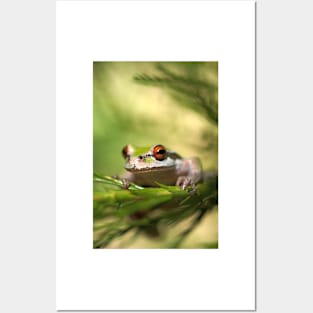 Tree Frog Posters and Art